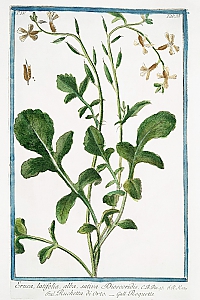eruca sativa